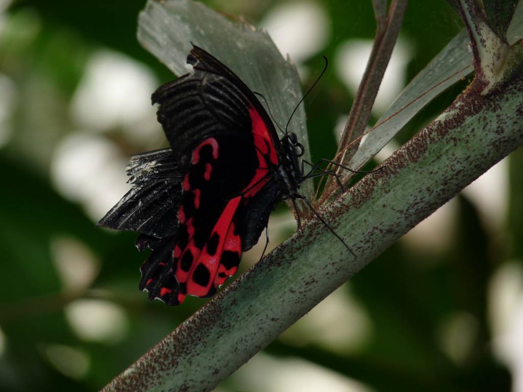 Click to see next photo