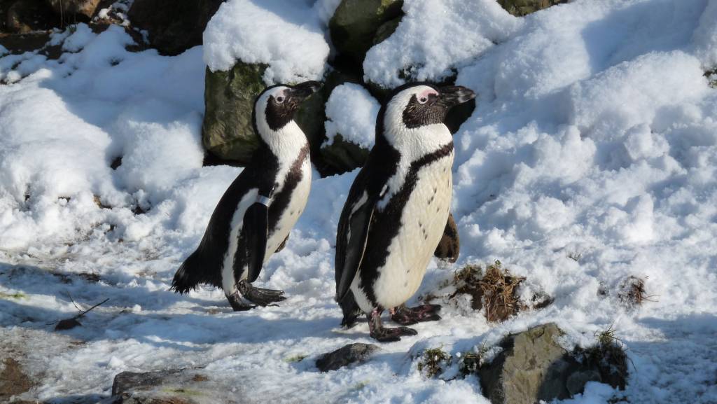 Click to see next photo